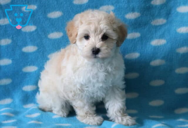Burly Maltipoo image