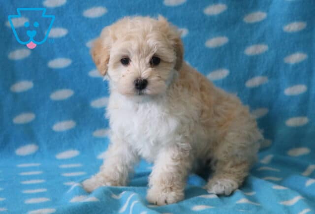 Burly Maltipoo2 image
