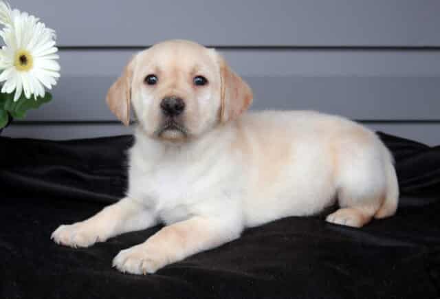 Buttercup Lab2 image