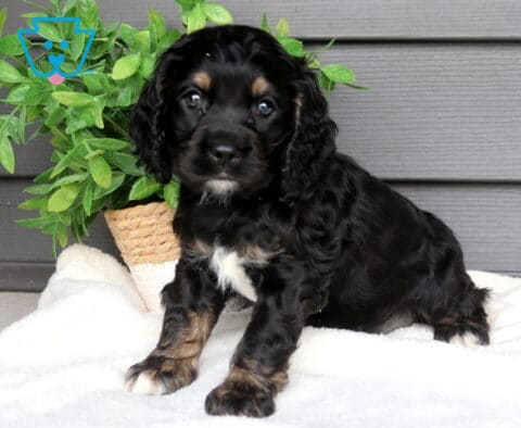 Black and tan Cocker Spaniel puppy sitting on a soft white blanket beside a leafy green potted plant, adorable puppy with long wavy ears and small white markings on its chest and paws.