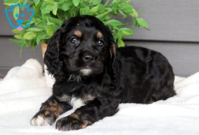 Black and tan Cocker Spaniel puppy lying on a soft white blanket beside a leafy potted plant, adorable puppy with long wavy ears and small white markings on its chest and paws. image