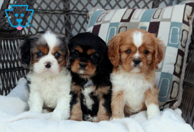 C Litter Cavalier image