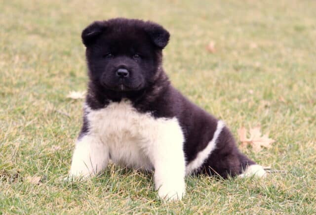 Caeser Akita image
