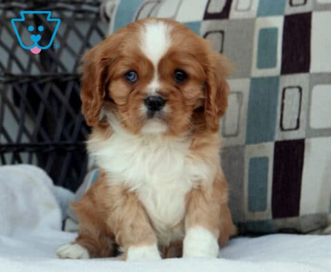 Blenheim Cavalier King Charles Spaniel puppy sitting on a soft blanket with chestnut and white markings and long floppy ears