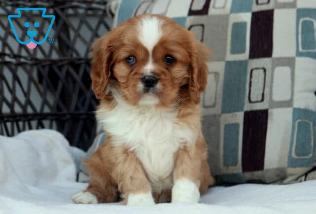 Blenheim Cavalier King Charles Spaniel puppy sitting on a soft blanket with chestnut and white markings and long floppy ears image