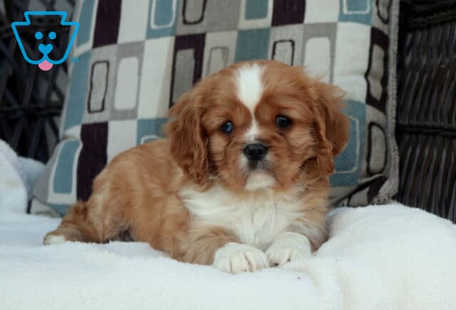 Blenheim Cavalier King Charles Spaniel puppy lying on a plush white blanket with soft chestnut and white coat and floppy ears image