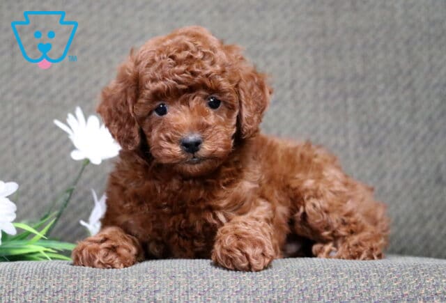 Captain Mini Poodle image