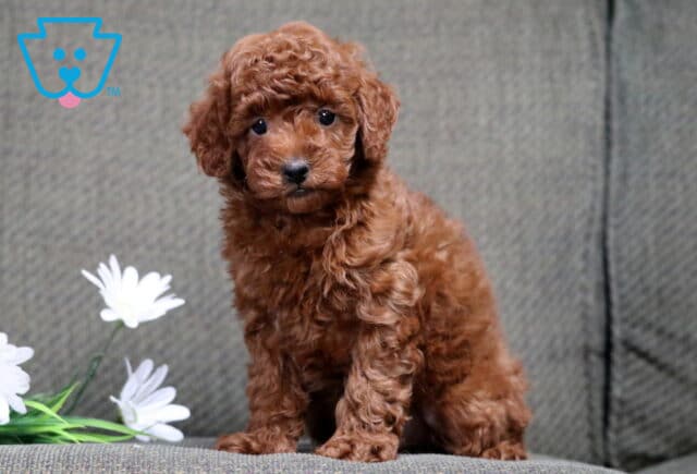 Captain Mini Poodle2 image