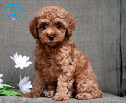 Carey Mini Poodle