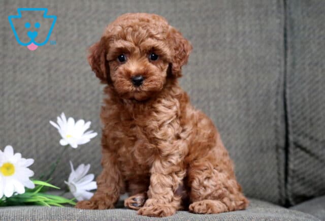 Carey Mini Poodle image