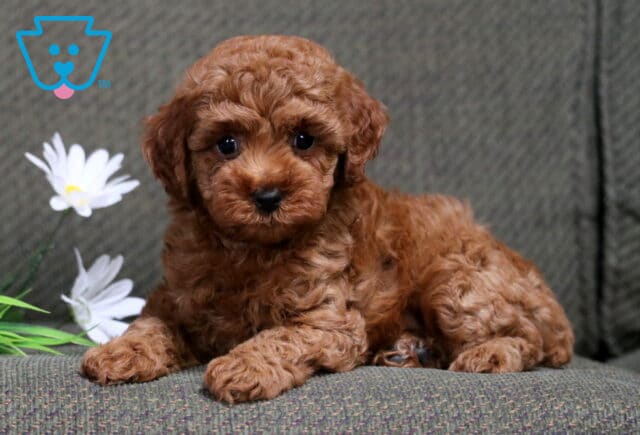 Carey Mini Poodle2 image