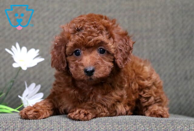 Mini Poodle puppy with fluffy red curly coat lying on a couch beside white flowers, looking sweet and relaxed image