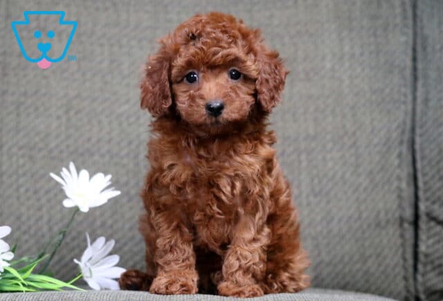 Mini Poodle puppy with curly red coat sitting upright on a couch beside white flowers, looking alert and adorable image