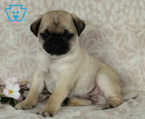 Carter Pug2