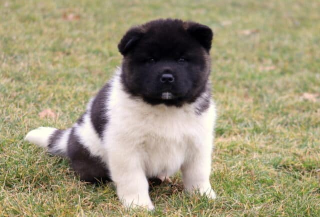 Cassidy Akita2 image