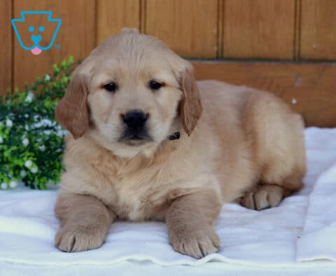Golden Retriever puppy lying on a white blanket with a wooden background and green plant, looking forward with a calm expression