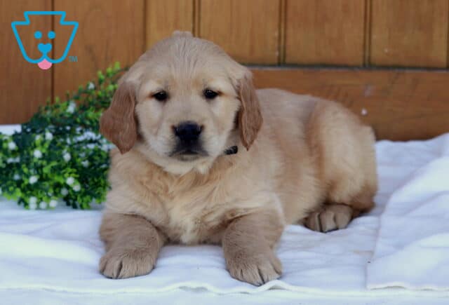 Golden Retriever puppy lying on a white blanket with a wooden background and green plant, looking forward with a calm expression image