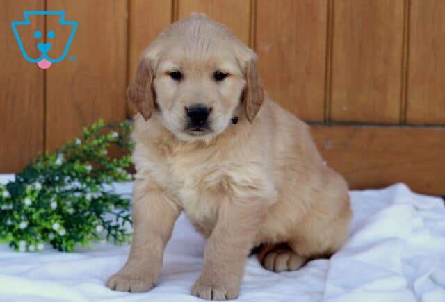 Golden Retriever puppy sitting on a white blanket with a wooden backdrop and green plant, looking slightly downward with a gentle expression image