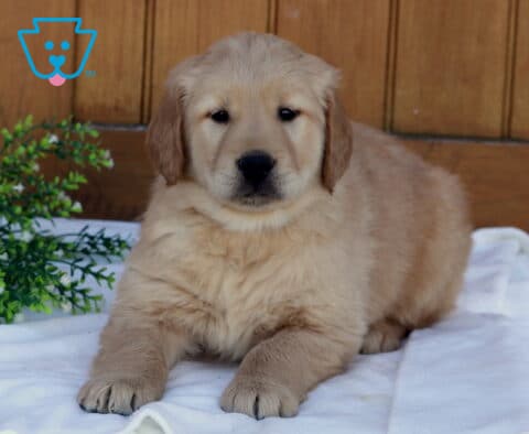 Golden Retriever puppy lying on a white blanket with a wooden background and green plant, facing forward with a calm, relaxed expression