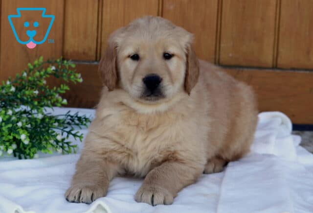 Golden Retriever puppy lying on a white blanket with a wooden background and green plant, facing forward with a calm, relaxed expression image