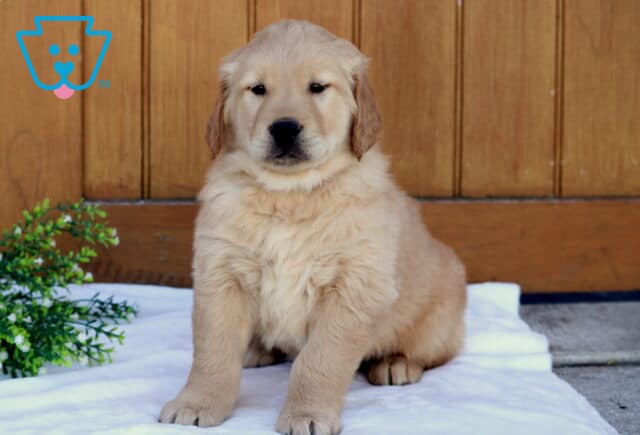 Golden Retriever puppy sitting on a white blanket with a wooden backdrop and green plant, facing forward with a calm, gentle expression image