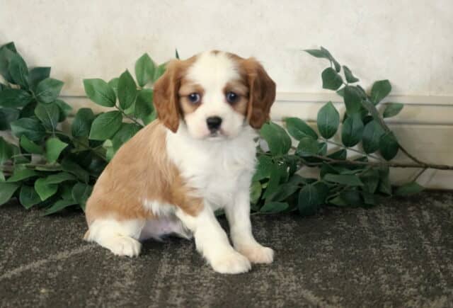 Charlie Cavalier image