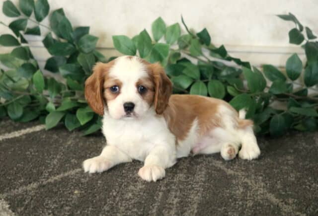 Charlie Cavalier2 image