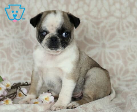 Charm Pug