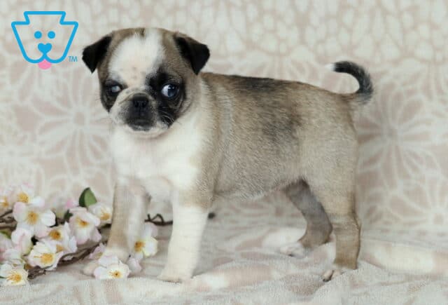 Charm Pug2 image
