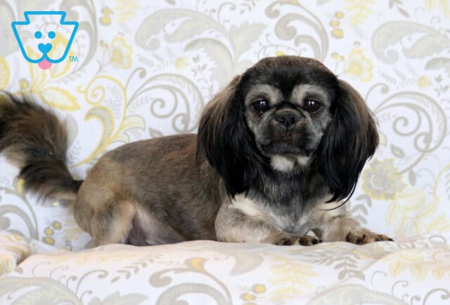 Charmer Shih Tzu Levi Glick image
