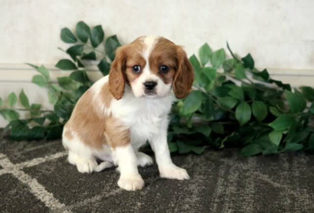 Chase Cavalier image