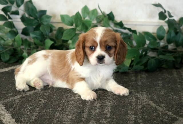 Chase Cavalier2 image