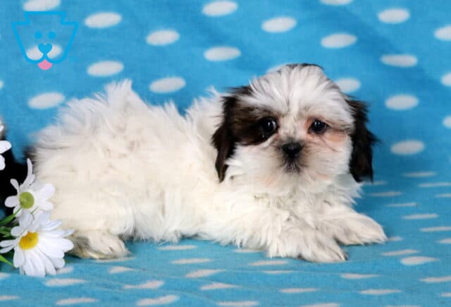 Chase Shih Tzu image