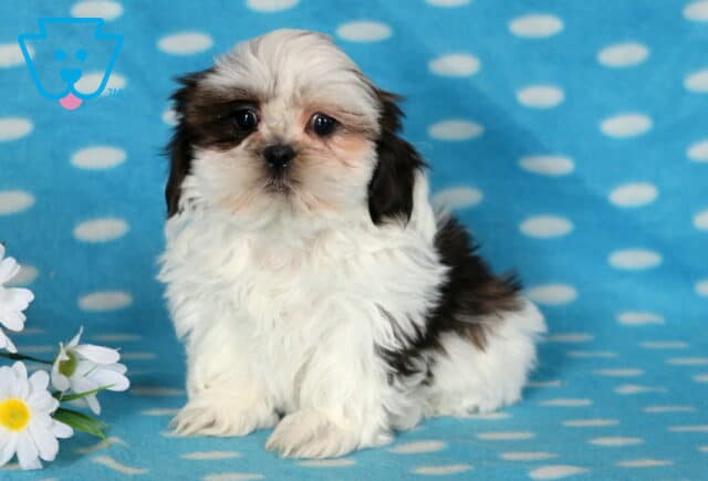 Chase Shih Tzu3 image