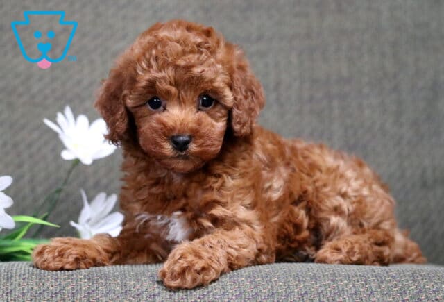 Cheeta Mini Poodle image