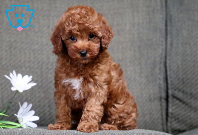 Cheeta Mini Poodle2 image