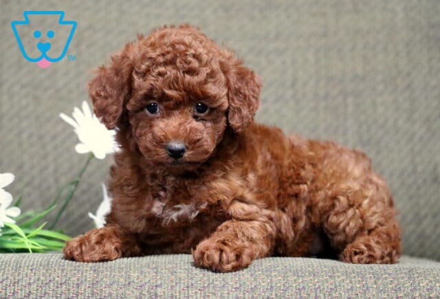 Chica Mini Poodle image