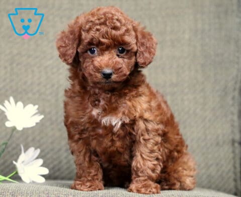 Chica Mini Poodle2