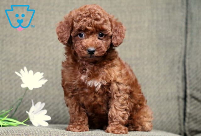 Chica Mini Poodle2 image