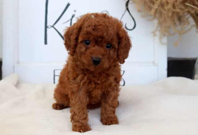 Chloe Cavapoo image