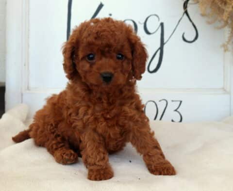 Chloe Cavapoo2