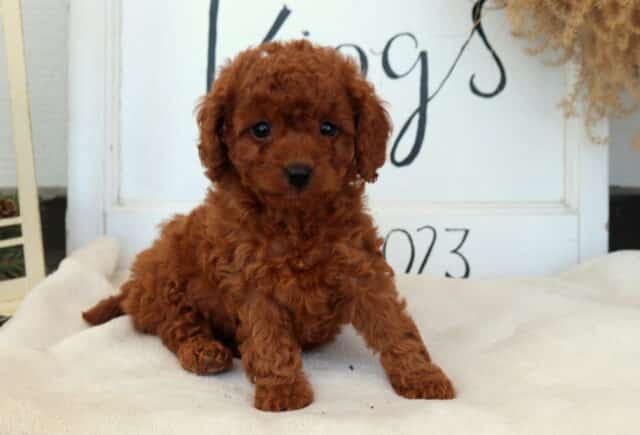Chloe Cavapoo2 image