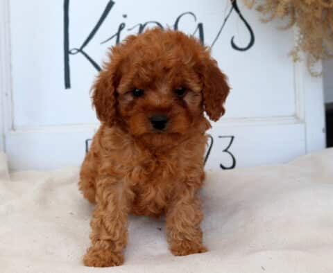 Cici Cavapoo