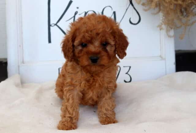 Cici Cavapoo image