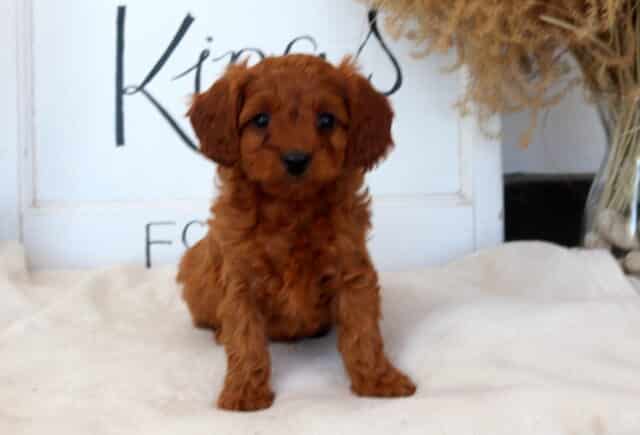 Cindy Lou Cavapoo image