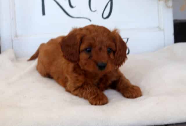 Cindy Lou Cavapoo2 image