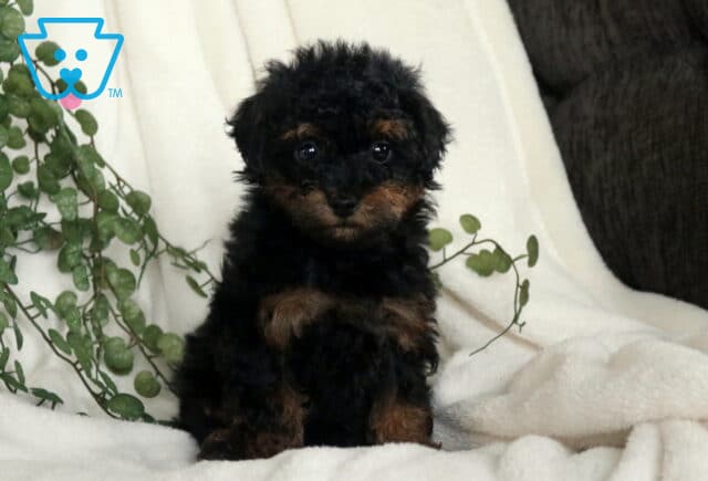 Cinnamon Havapoo image