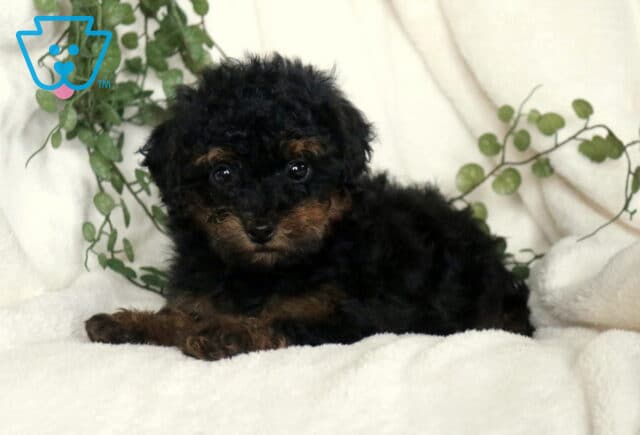 Cinnamon Havapoo2 image