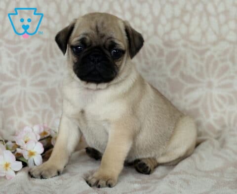 Cjay Pug