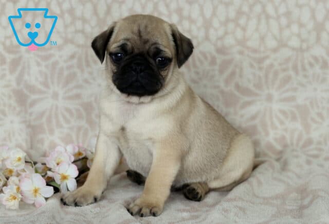 Cjay Pug image